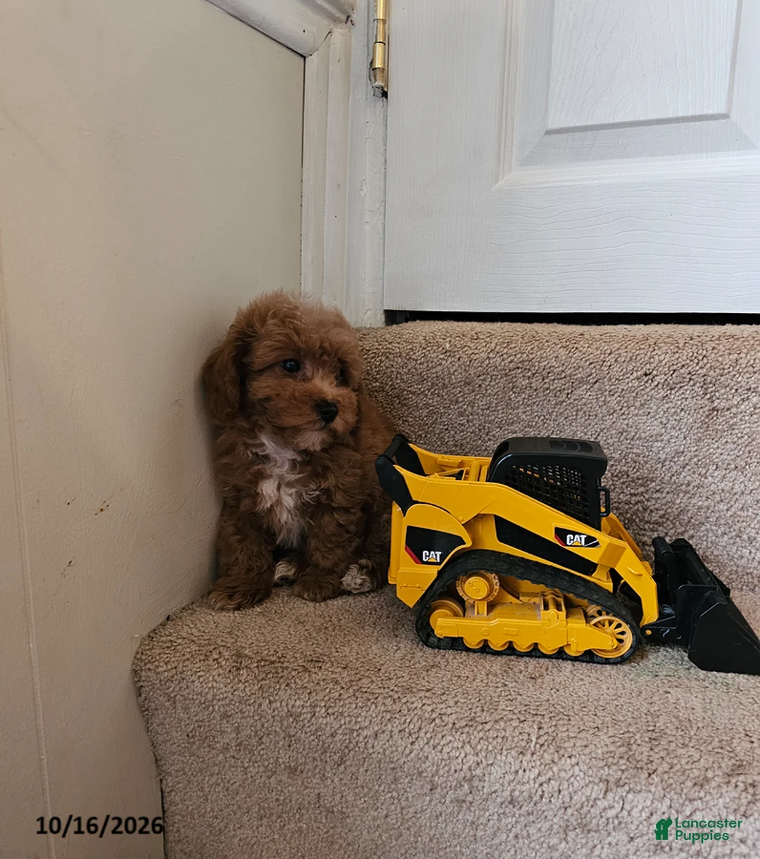 Bichpoo dogs for sale: Buster - Ad 3