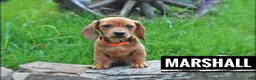 Miniature Dachshund dogs for sale: Miniature Dachshund 1 - Ad 3