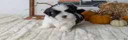 Shih Tzu dogs for sale: Kona - Ad 5