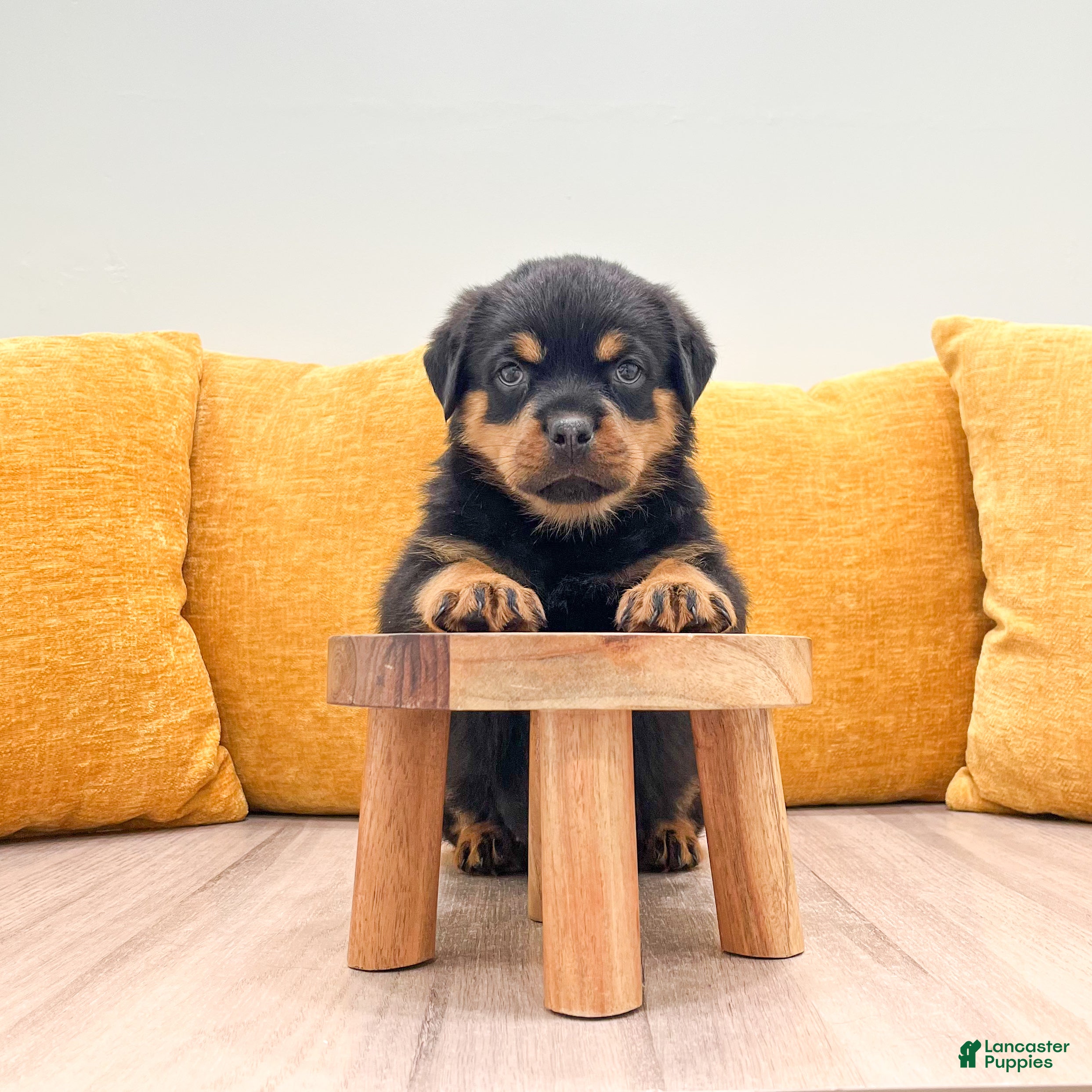 Rottweiler dogs Remmy - Ad 2