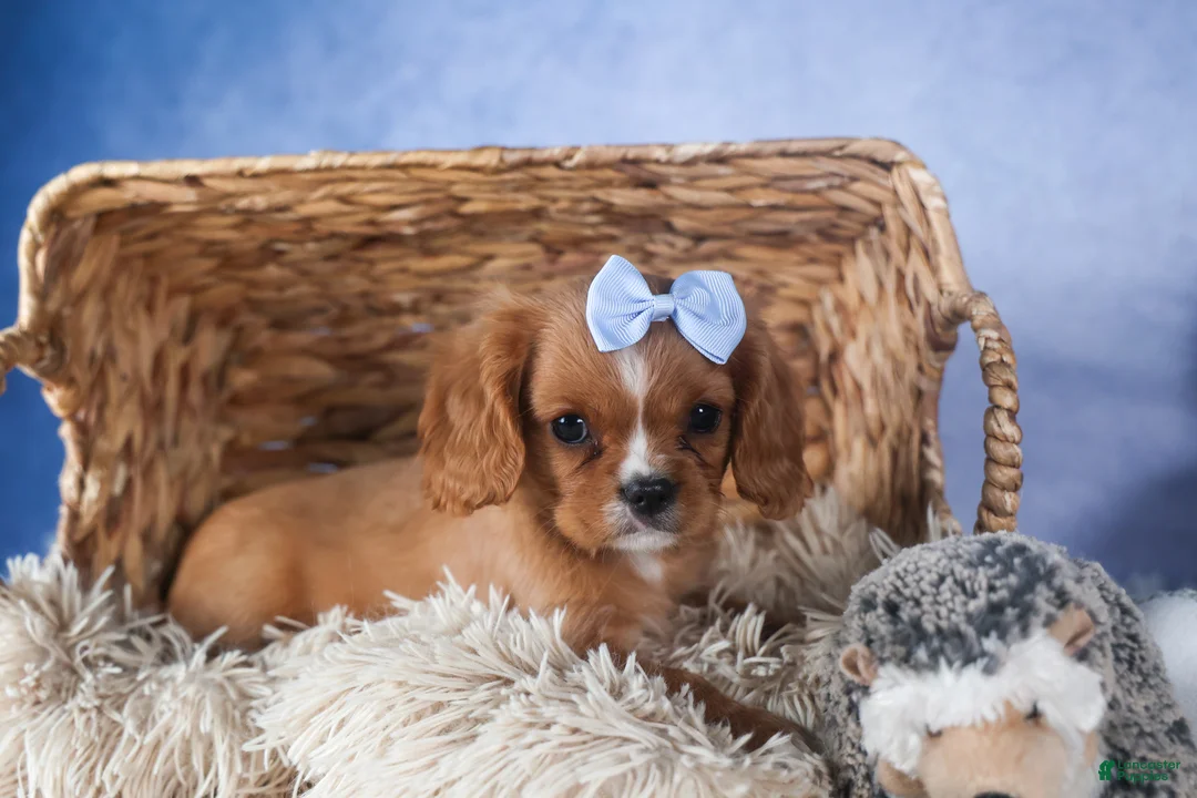 Cavalier King Charles Spaniel dogs for sale: Porter - Ad 5