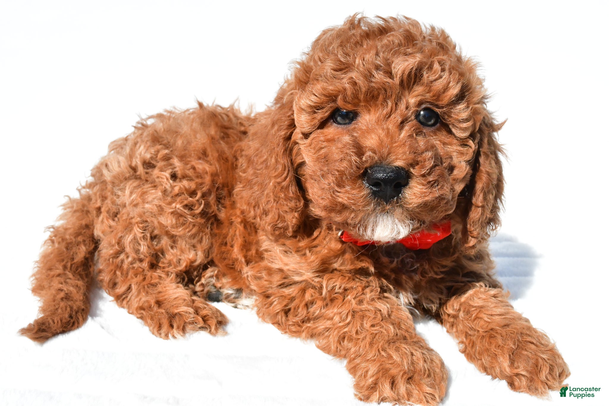 Miniature Poodle dogs Shawn - Ad 1