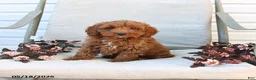 Cockapoo dogs for sale: Joey - Ad 10
