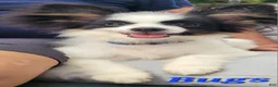 Papillon dogs for sale: Bugs - Ad 6