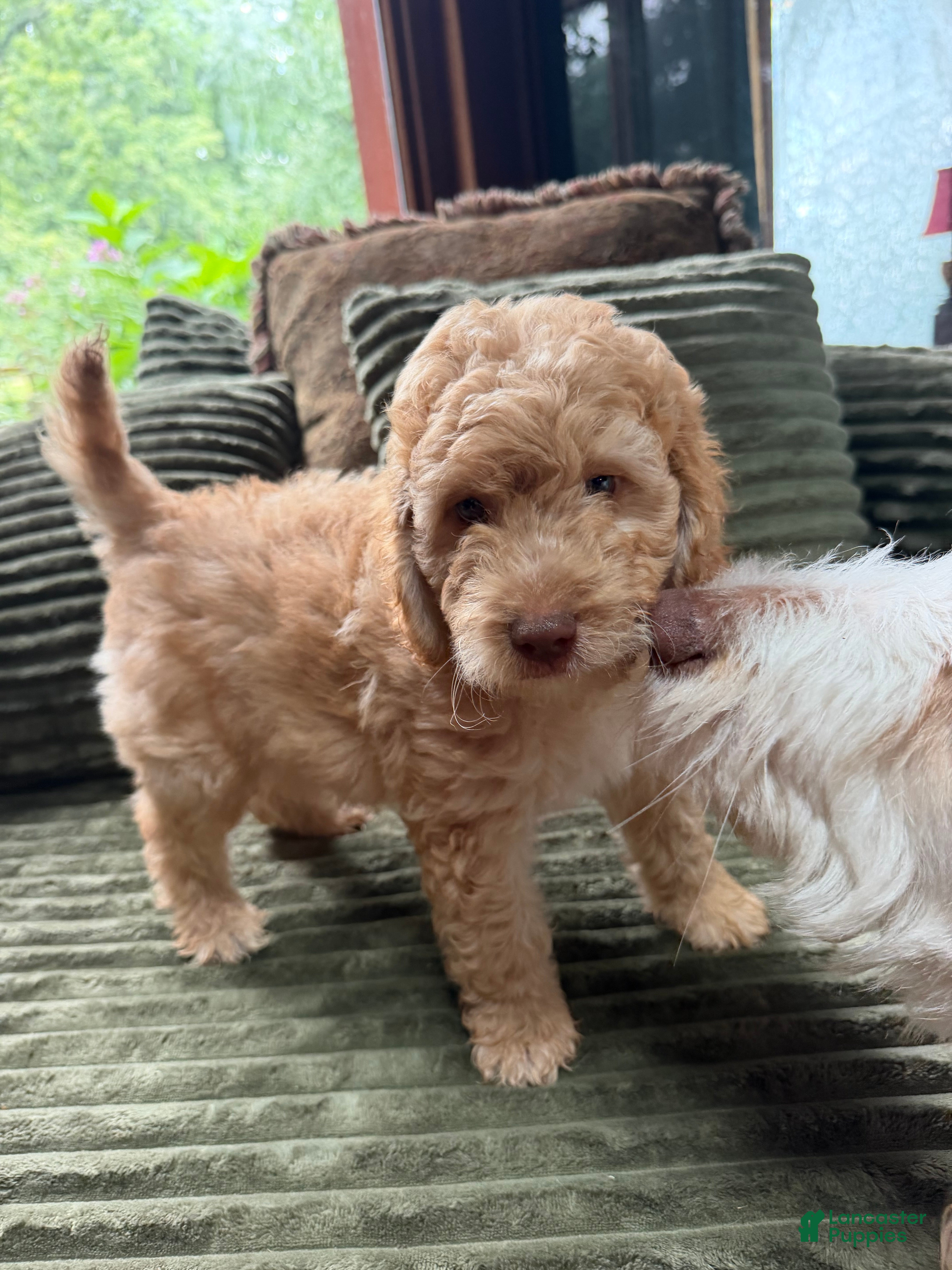 Aussiedoodle dogs Charlie - Ad 1