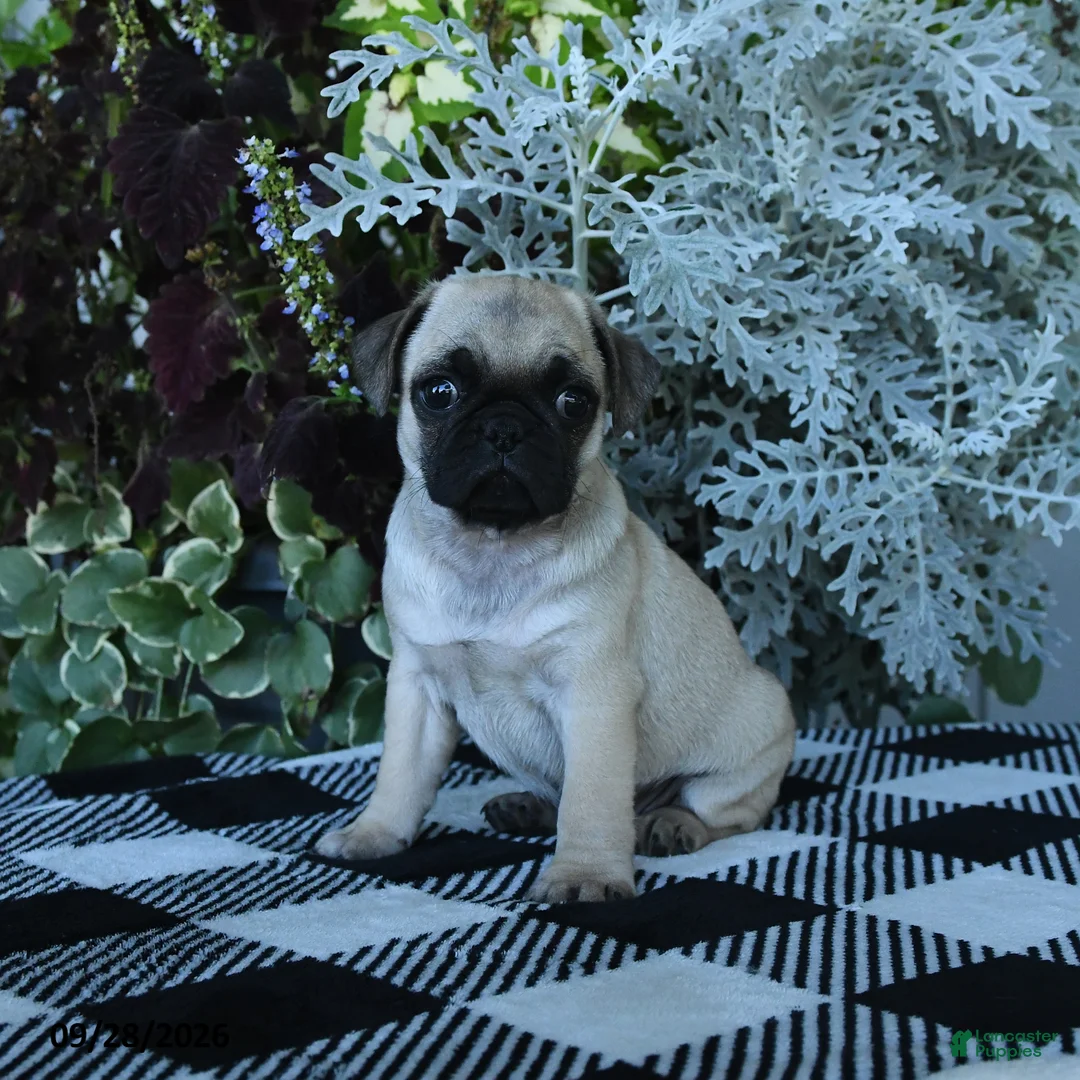 Pug dogs for sale: Gio - Ad 2