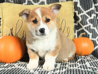 Welsh Corgi Pembroke dogs - Ad 37