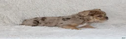 English Bulldog dogs for sale: Kacy - Ad 6
