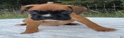Boxer dogs for sale: Art - Ad 7