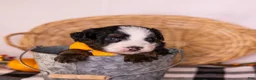 Bernedoodle dogs for sale: Honky Tonk - Ad 4