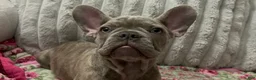 French Bulldog dogs for sale: Sadie bu - Ad 14