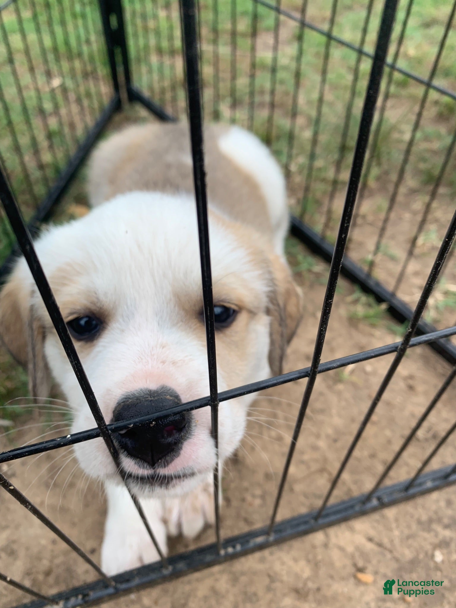 Mixed Breed dogs Zeus - Ad 36
