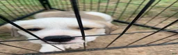 Mixed Breed dogs for sale: Zeus - Ad 1