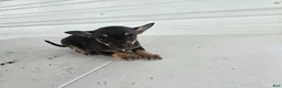 Chihuahua dogs for sale: Maverick  - Ad 9