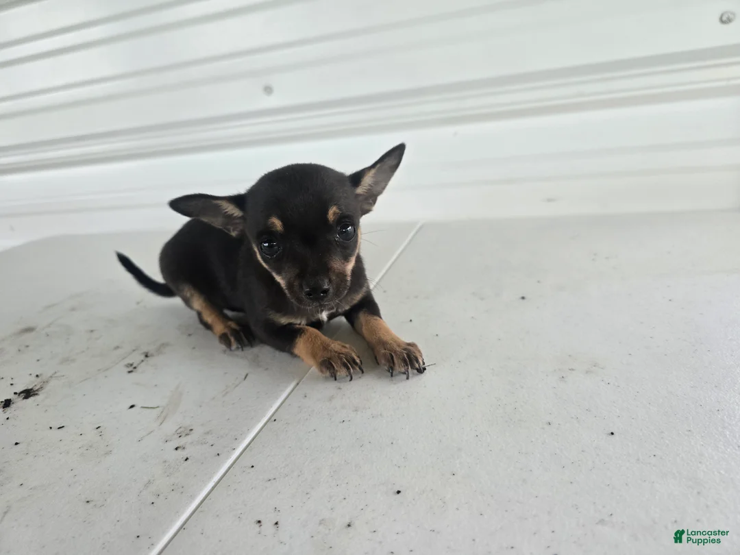 Chihuahua dogs for sale: Maverick  - Ad 9