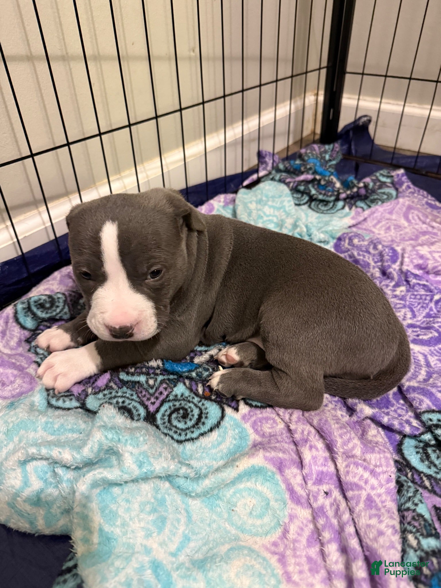 American Bully dogs for sale: American Bully 2 *Smokey* - Ad 1