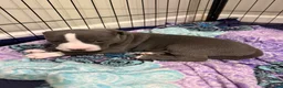 American Bully dogs for sale: American Bully 2 *Smokey* - Ad 1