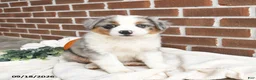 Miniature Australian Shepherd dogs for sale: Hazel - Ad 2
