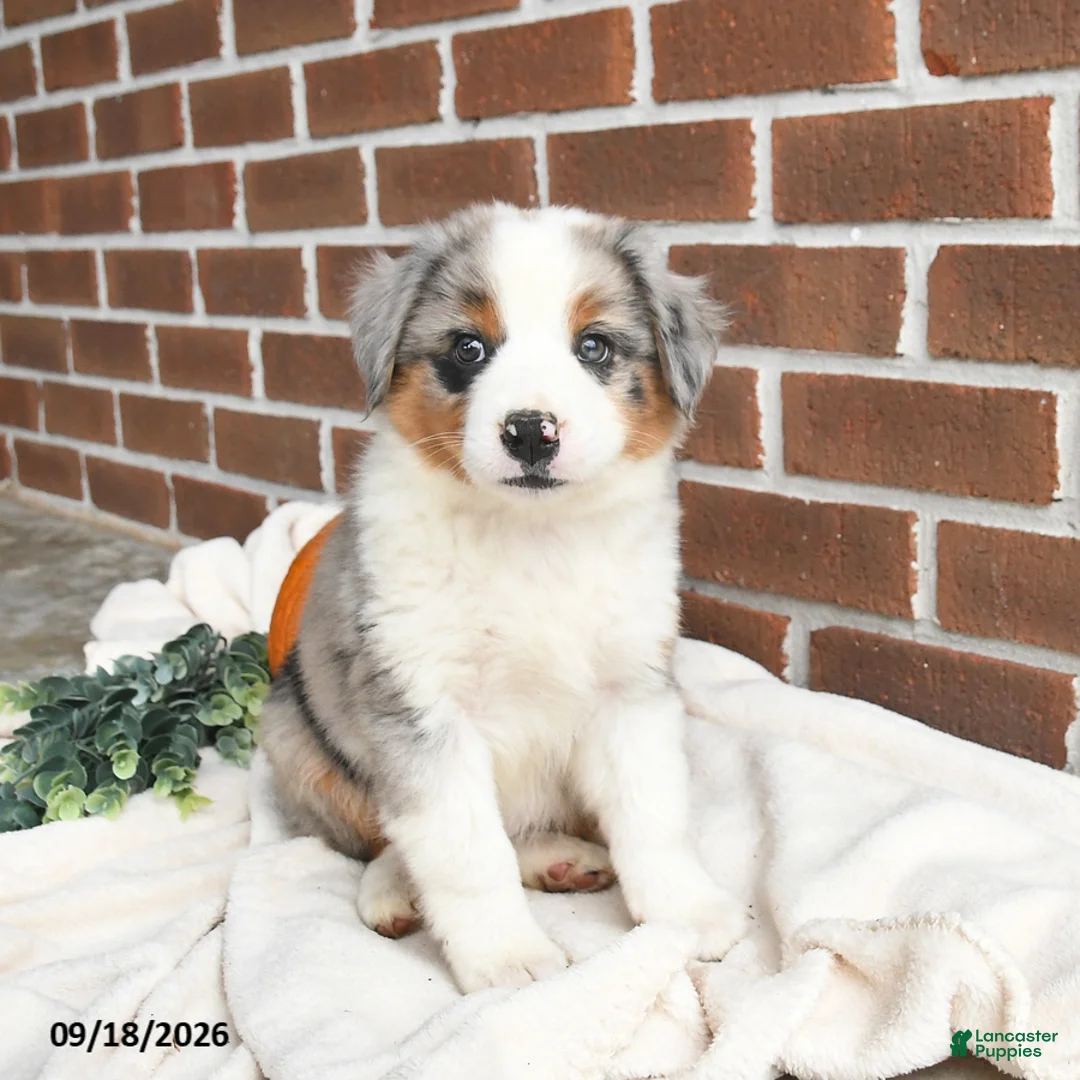 Miniature Australian Shepherd dogs for sale: Hazel - Ad 2
