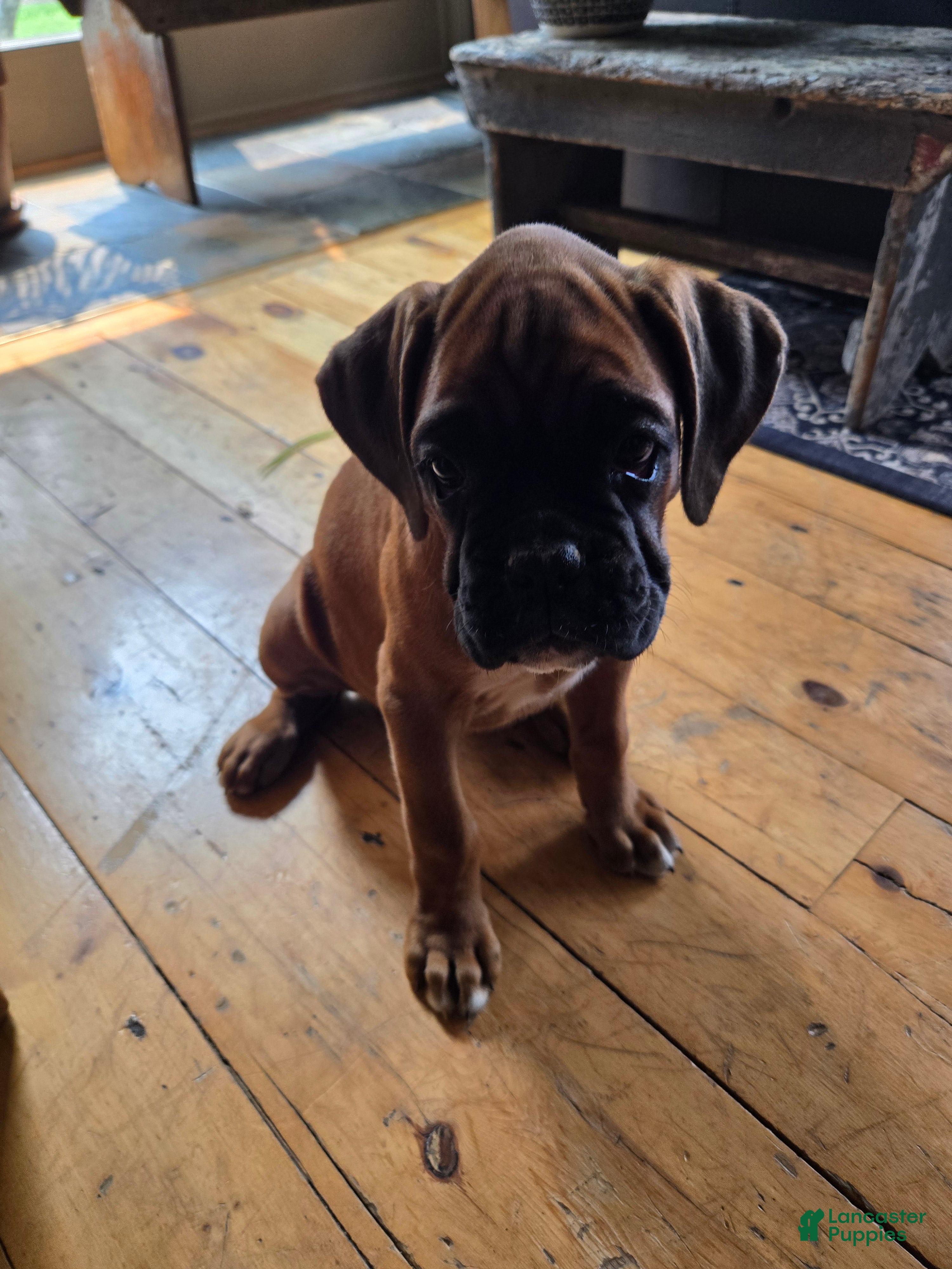 Boxer dogs Barkley  - Ad 2