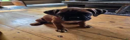 Boxer dogs for sale: Barkley  - Ad 2