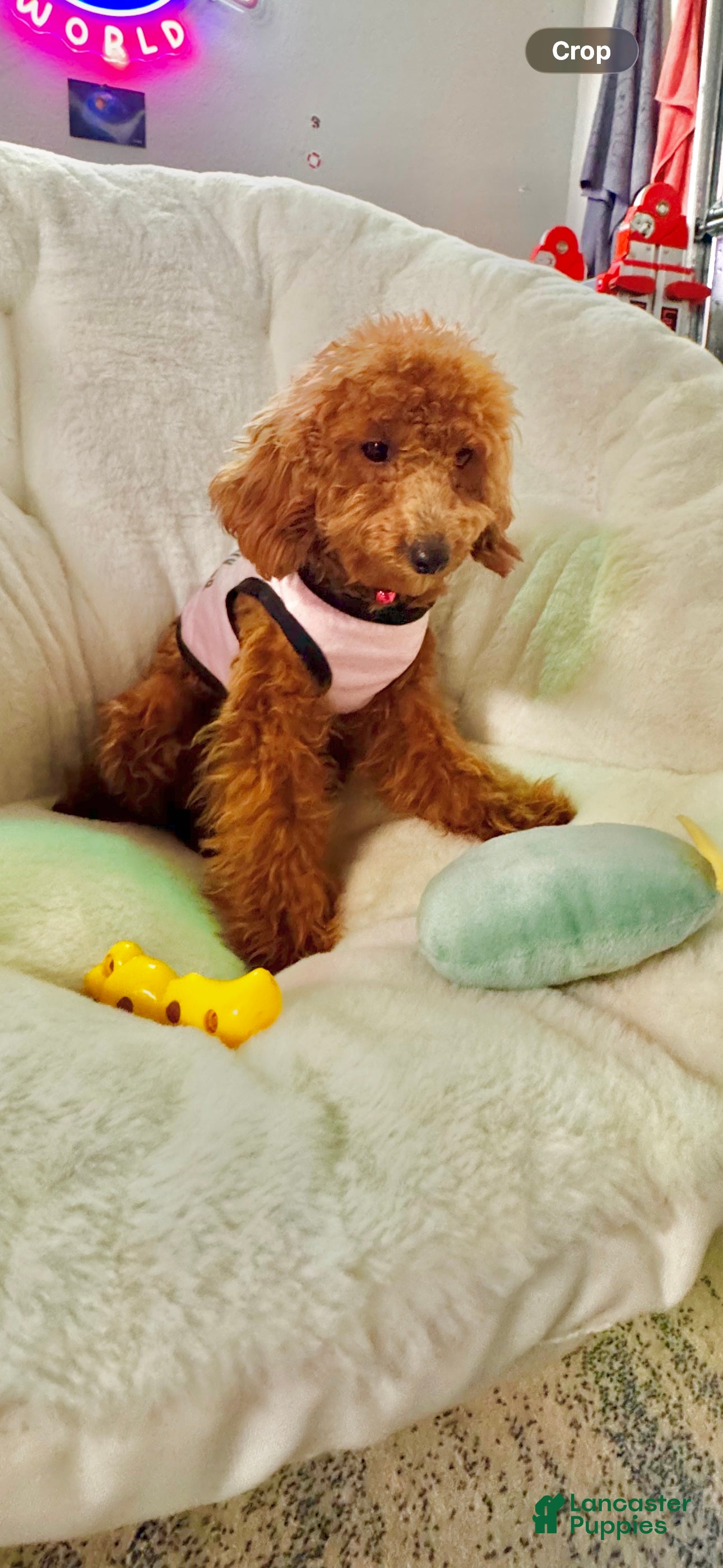 Toy Poodle dogs for sale: Toy Poodle 1 - Ad 1