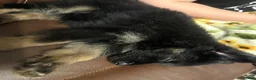German Shepherd dogs for sale: Vivi - Ad 4