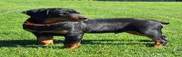 Mixed Breed dogs for sale: Luke - Ad 2