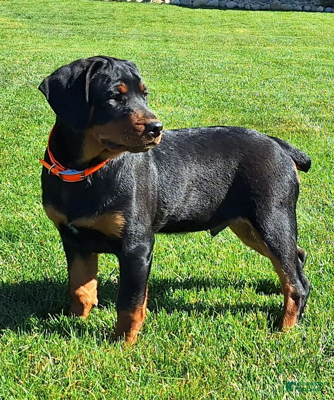 Mixed Breed dogs for sale: Luke - Ad 2
