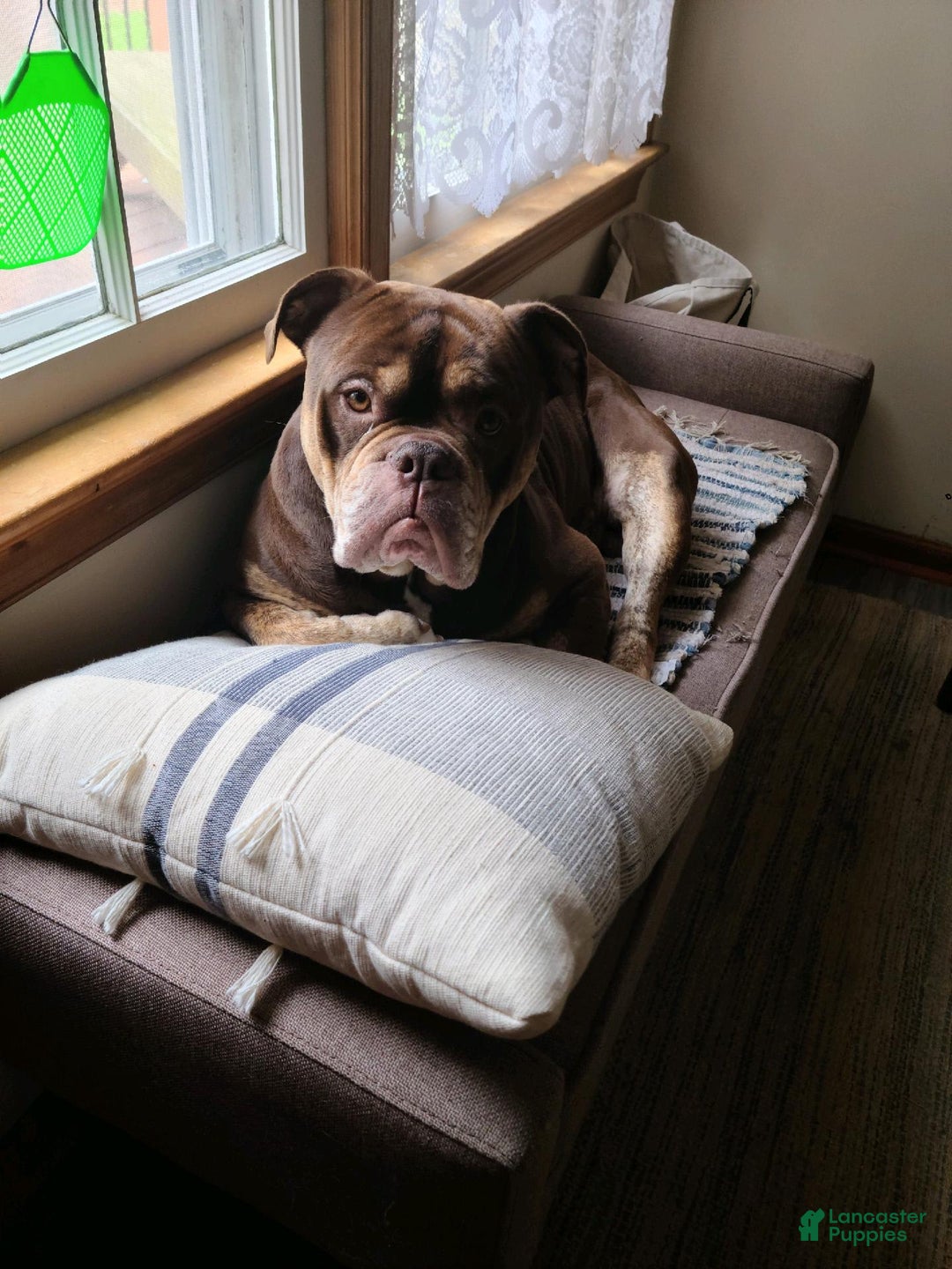 Gallery Image {{count}}