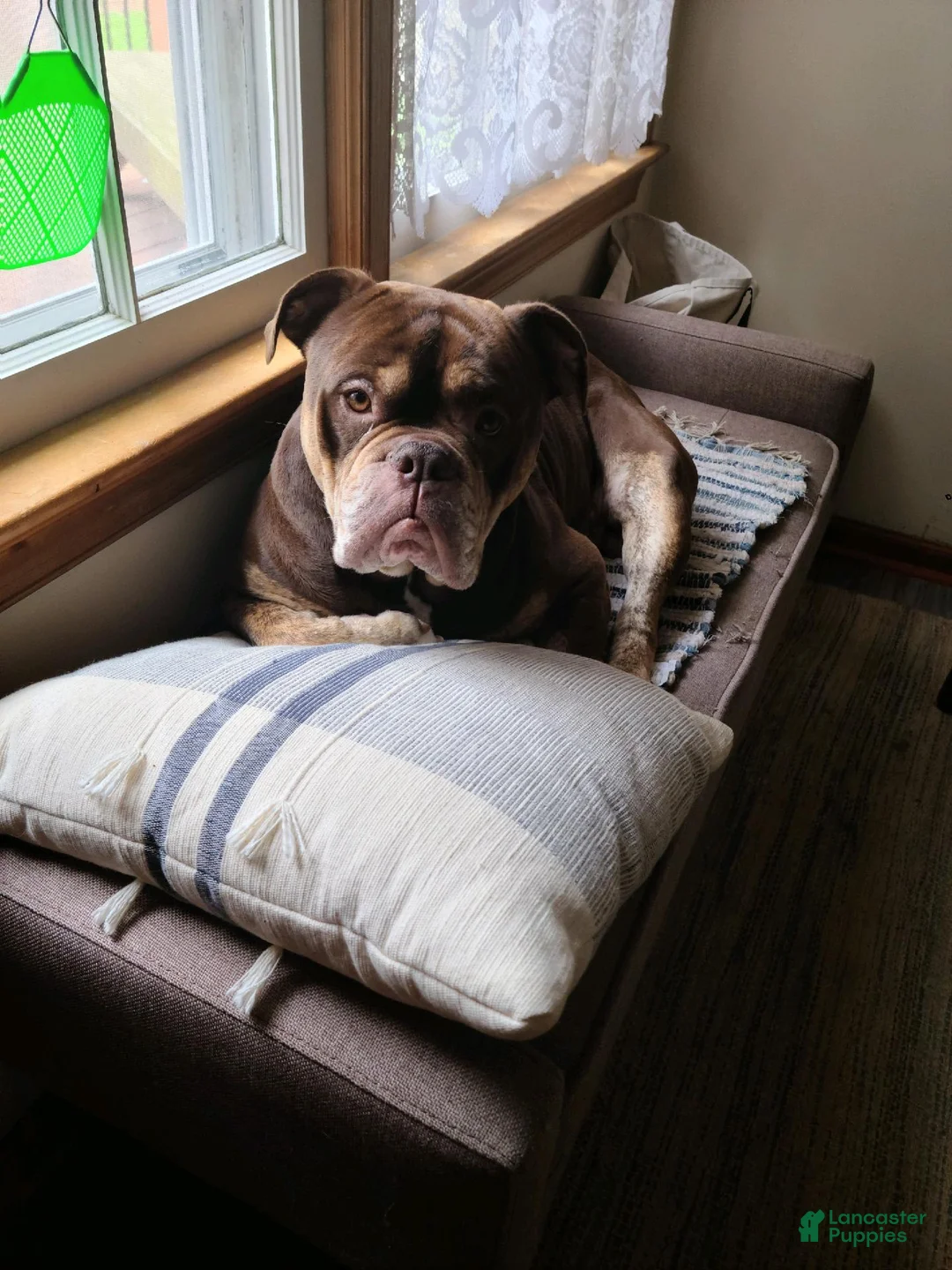 Gallery Image {{count}}