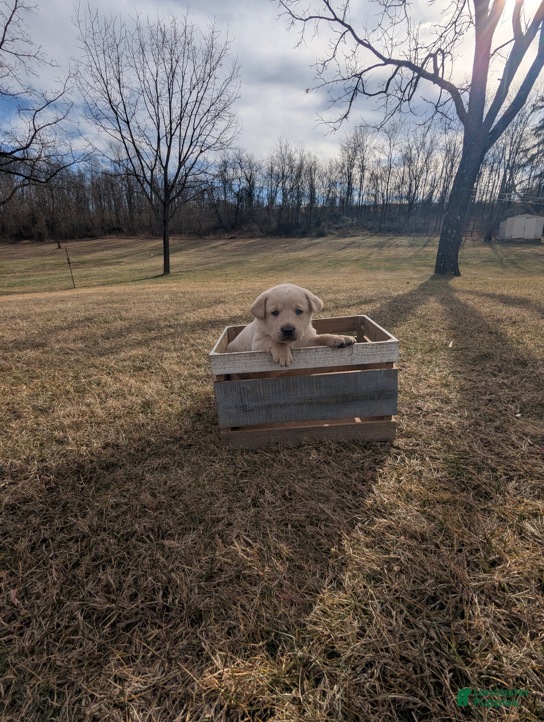 Labrador Retriever dogs for sale: Casper - Ad 3
