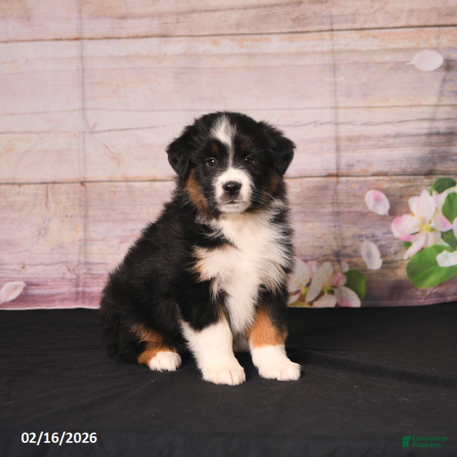 Miniature Australian Shepherd dogs Tammy - Ad 1