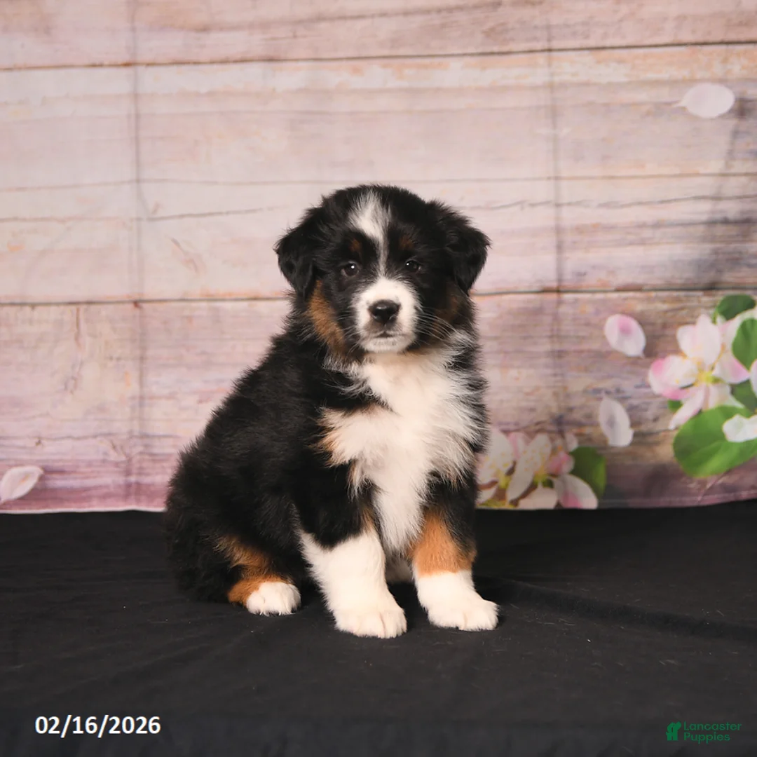 Miniature Australian Shepherd dogs for sale: Tammy - Ad 1