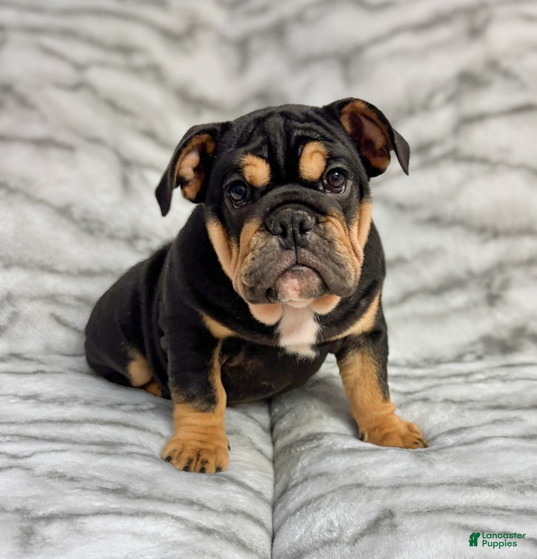 English Bulldog dogs Sushi - Ad 40