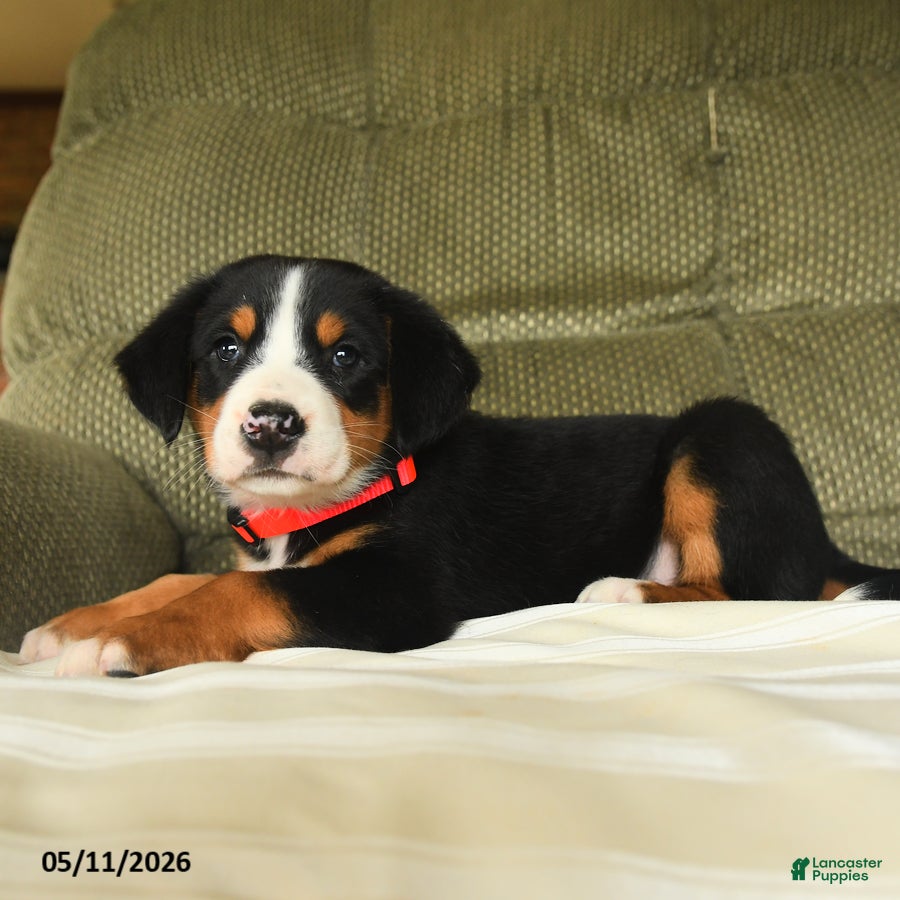 Greater Swiss Mountain Dog dogs Clementine - Ad 2