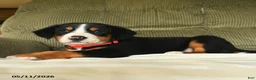 Greater Swiss Mountain Dog dogs for sale: Clementine - Ad 2