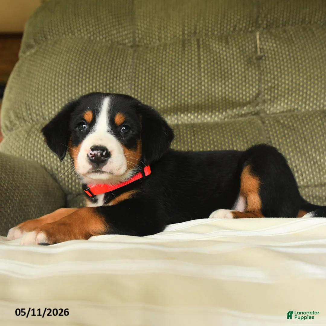 Greater Swiss Mountain Dog dogs for sale: Clementine - Ad 2