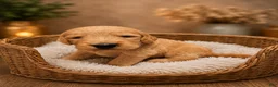 Goldendoodle dogs for sale: Light Blue - Ad 1