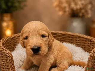 Goldendoodle dogs Light Blue - Ad 9