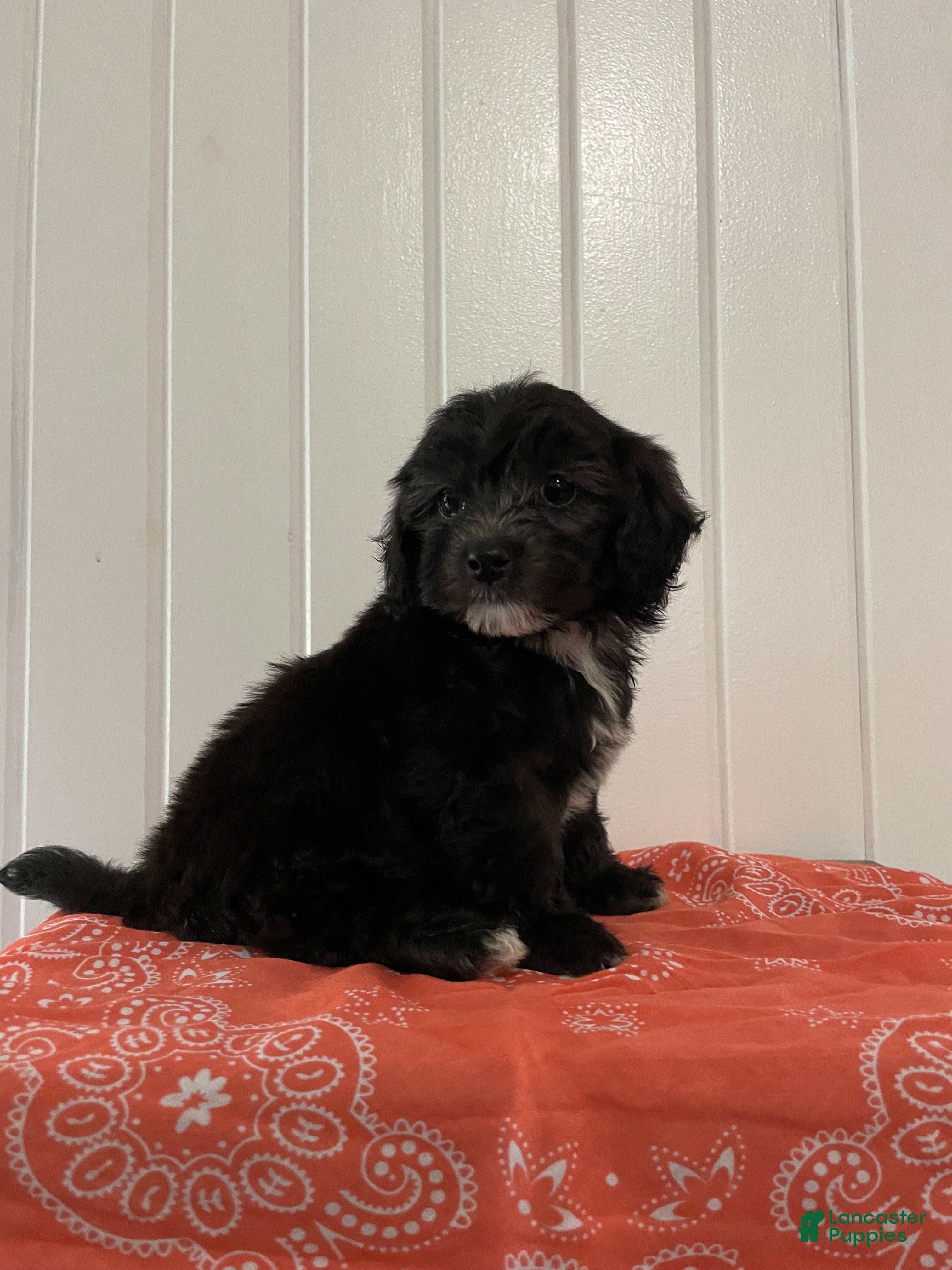 Maltipoo dogs Bailey - Ad 1