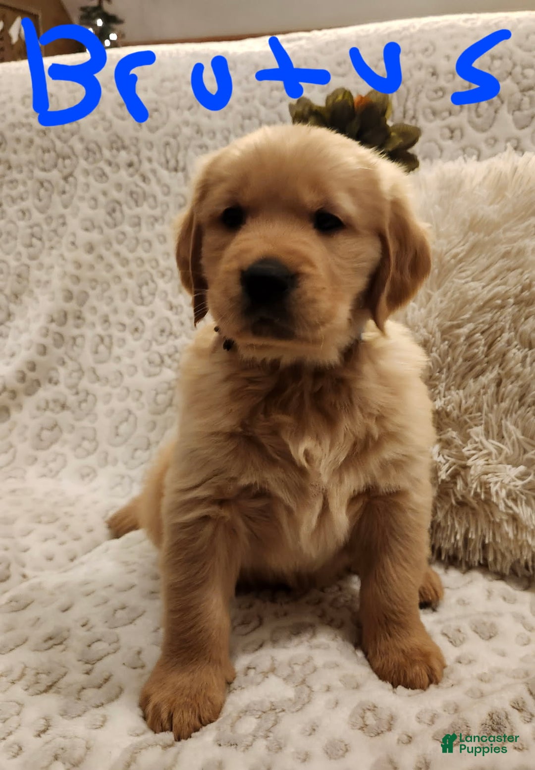 Golden Retriever dogs for sale: Golden Retriever Puppy Brutus - Ad 2