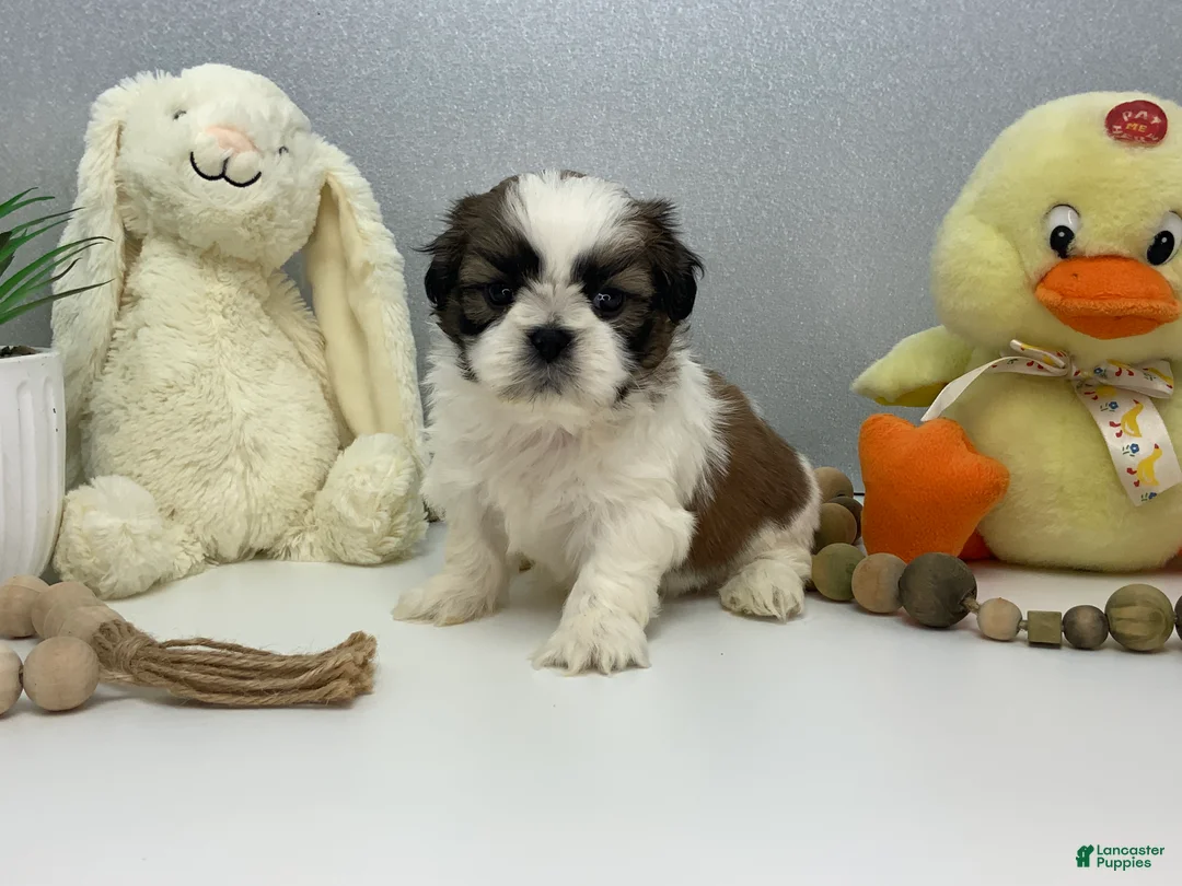 Shih Tzu dogs for sale: Jack - Ad 1