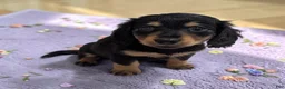 Miniature Dachshund dogs for sale: Midnight - Ad 2