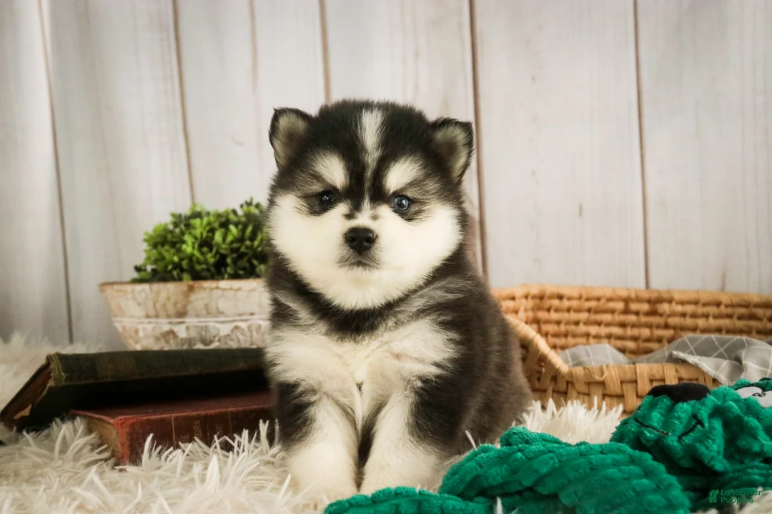 Pomsky dogs for sale: Sterling - Ad 2