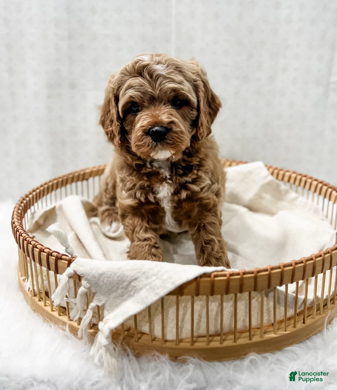 Cavapoo dogs for sale: Reacher - Ad 7