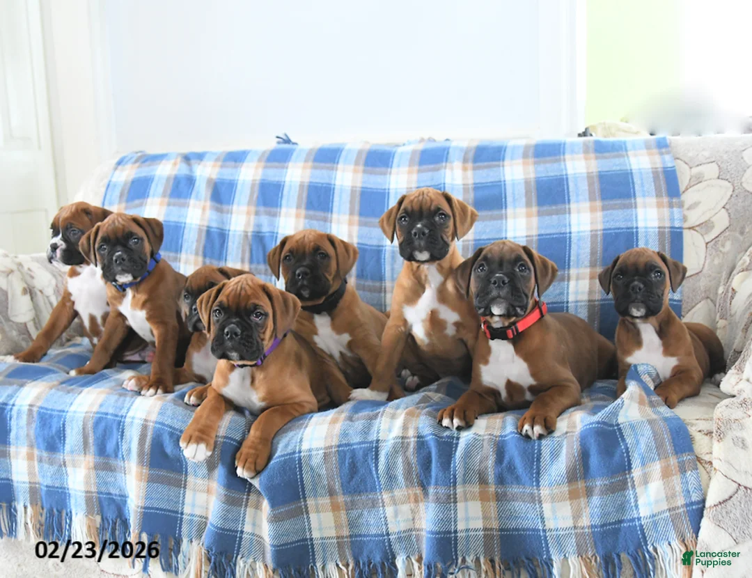 Boxer dogs for sale: Champion - Ad 5