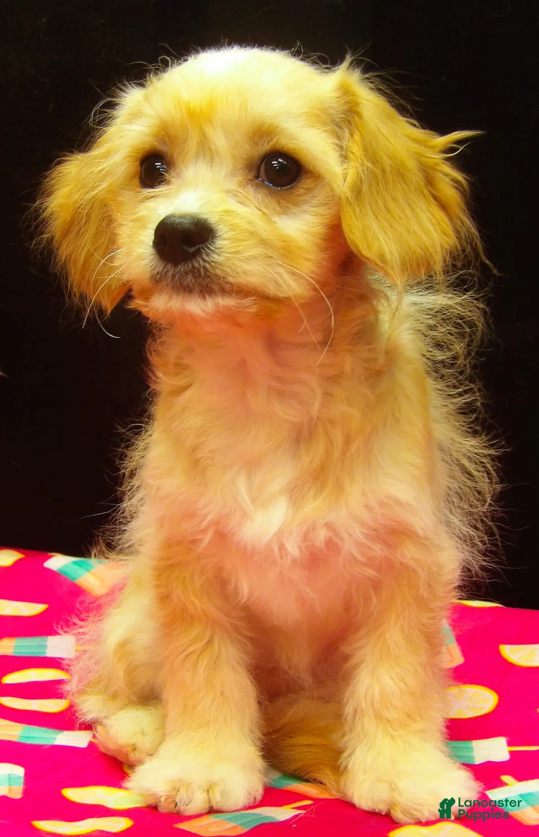 Cavachon dogs for sale: Shyla - Ad 2