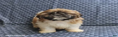 Chief