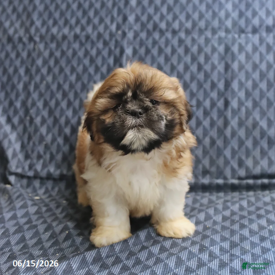 Shih Tzu dogs for sale: Chief - Ad 1